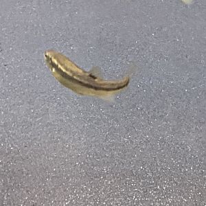 Fish Id?