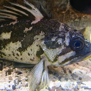 Gopher Rockfish (Sebastes carnatus)