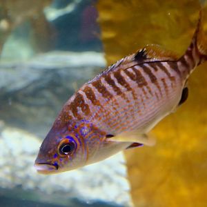 Rainbow Surfperch (Hypsurus caryi)