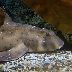 Horn Shark (Heterodontus francisci)