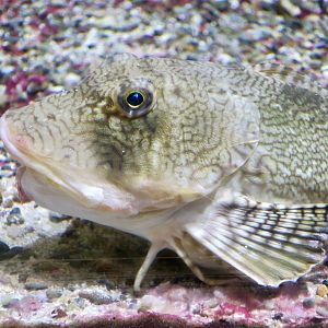 Northern Sea Robin (Prionotus carolinus)