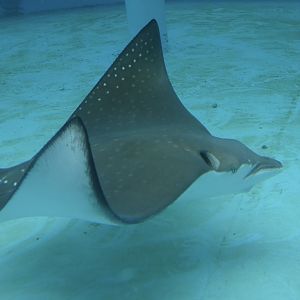 ID? - Aquarium of the Pacific