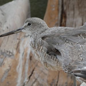 ID? - Aquarium of the Pacific