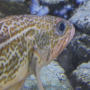 ID? - Aquarium of the Pacific