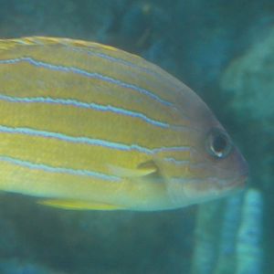 ID? - Aquarium of the Pacific