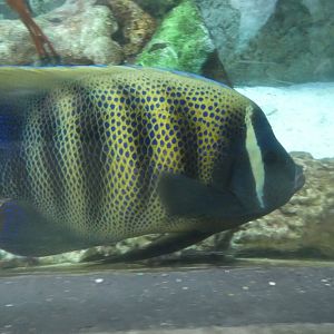 ID? - Aquarium of the Pacific