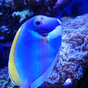 ID? - Aquarium of the Pacific