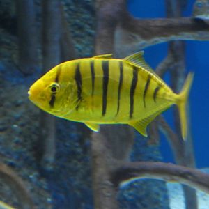 ID? - Aquarium of the Pacific