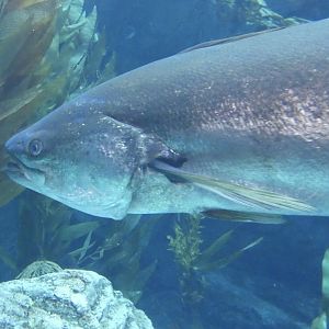 ID? - Aquarium of the Pacific