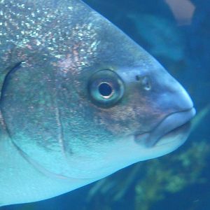 ID? - Aquarium of the Pacific