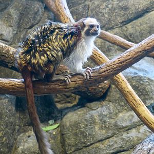 Geoffroy's Tamarin (Saguinus geoffroyi)