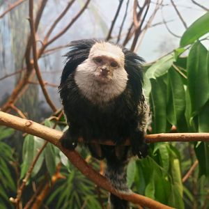 Geoffroy's Marmoset (Callithrix geoffroyi)