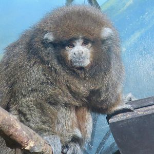 White-Eared Titi (Plecturocebus donacophilus)