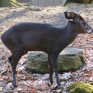 Western Chinese Tufted Deer (Elaphodus cephalophus cephalophus)