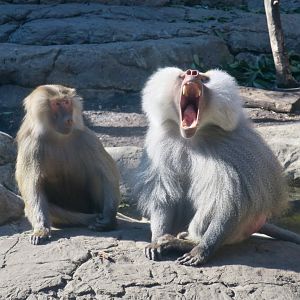 Hamadryas Baboon (Papio hamadryas)