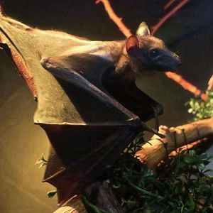 Straw-Coloured Fruit Bat (Eidolon helvum)