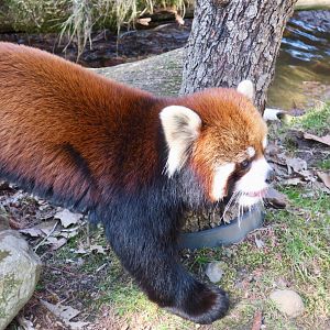 Styan's Red Panda (Ailurus styani)