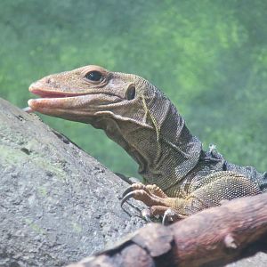 Solomon Islands Spiny Monitor (Varanus spinulosus)