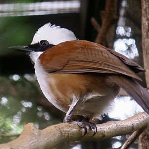 Siamese White-Crested Laughingthrush (Garrulax leucolophus diardi)