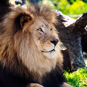 Lion (Panthera leo)
