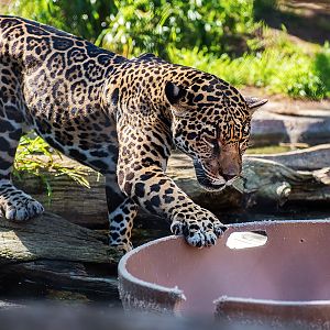 Jaguar (Panthera onca)