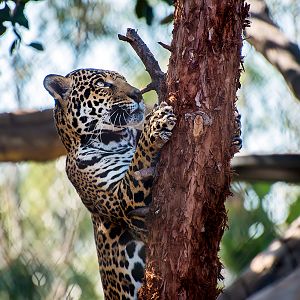 Jaguar (Panthera onca)