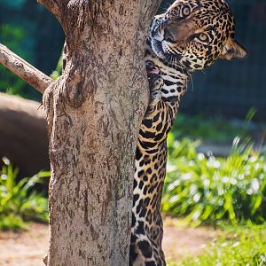 Jaguar (Panthera onca)