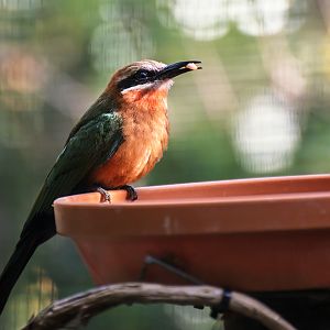 White-fronted Bee-eater (Merops bullockoides)