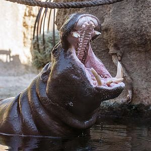 Pygmy hippopotamus (Choeropsis liberiensis)