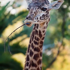 Masai giraffe (Giraffa camelopardalis tippelskirchi)