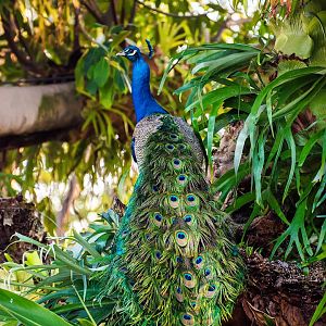 Indian peafowl (Pavo cristatus)