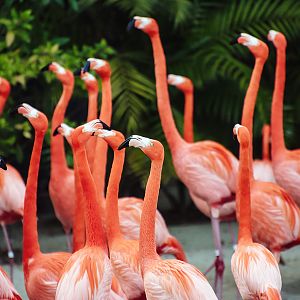American flamingo (Phoenicopterus ruber)
