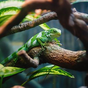 Fiji Banded Iguana (Brachylophus fasciatus)