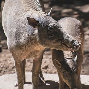 North Sulawesi babirusa (Babyrousa celebensis)