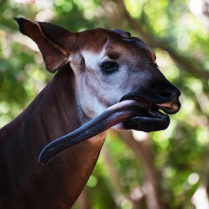 Okapi (Okapia johnstoni)