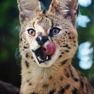 Serval (Leptailurus serval)