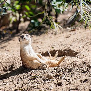 Meerkat (Suricata suricatta)