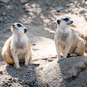 Meerkat (Suricata suricatta)