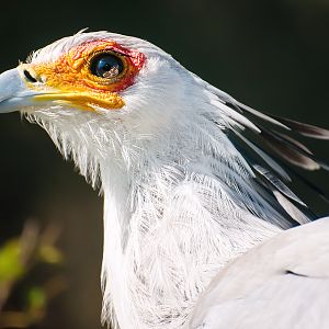 Secretary bird (Sagittarius serpentarius)