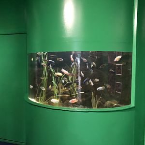 African Cichlid Tank at Tynemouth Aquarium (2019)