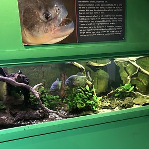 Red-bellied Piranha Tank at Tynemouth Aquarium (2019)