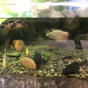 Mississippi River Tank at Tynemouth Aquarium (2019)