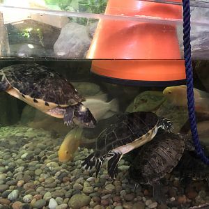 Mississippi Map Turtles and Red-eared Sliders at Tynemouth Aquarium (2019)