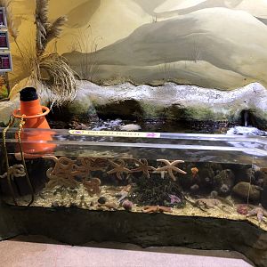 Starfish Tank at Tynemouth Aquarium (2019)