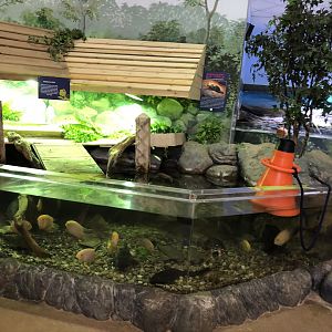 Mississippi River Tank at Tynemouth Aquarium (2019)