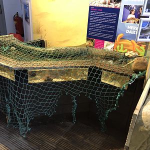 Hermit Crab Tank at Tynemouth Aquarium (2019)