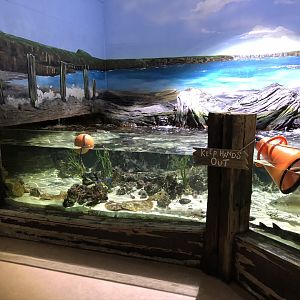 St Mary's Island Tank at Tynemouth Aquarium (2019)
