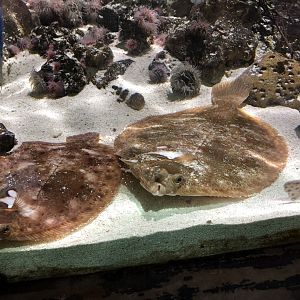 Flatfish at Tynemouth Aquarium (2019)