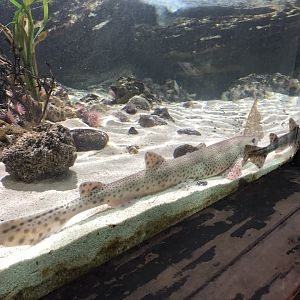 Lesser-spotted Catshark at Tynemouth Aquarium (2019)