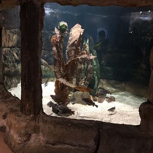 Smaller Local Marine Life Tank at Tynemouth Aquarium (2019)